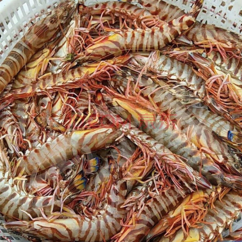 湛江南海斑节虾特大号九节虾生鲜8-15只装 罗菲迪新 其他省(专拍) 400