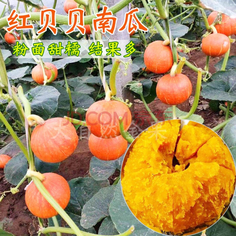 绿贝贝南瓜种子板栗小南瓜种籽黄迷你甜糯阳台四季春秋季蔬菜种孑 红