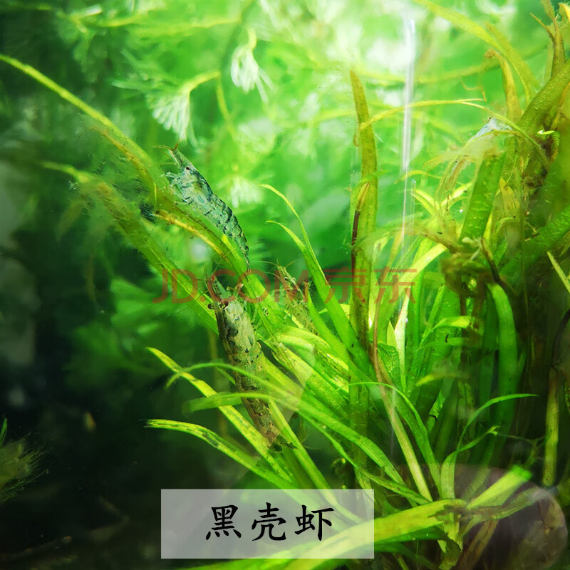 观赏虾套餐黑壳蓝宝石除藻虾观赏虾清洁虾活体虾宠物虾极火虾金背 30