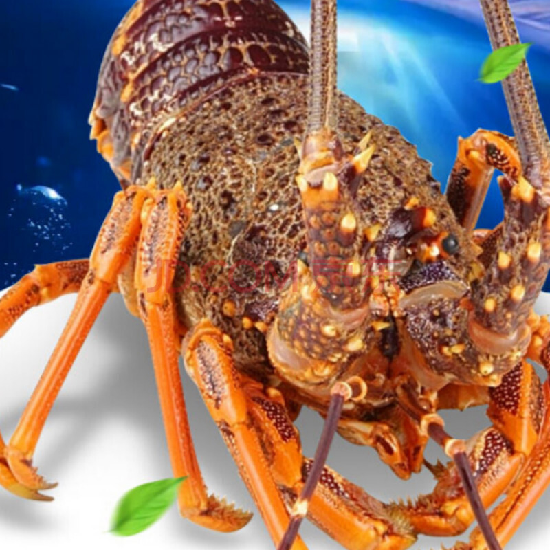 澳洲大龙虾鲜活水产生猛海鲜一只岩龙澳龙波龙特大奥龙红龙大冻虾 1斤