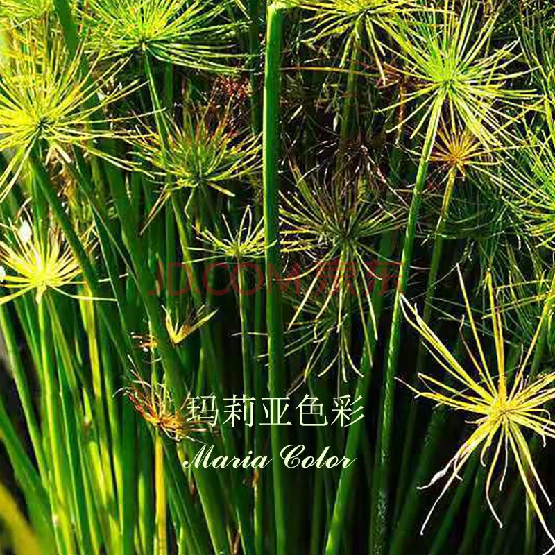 玛莉亚色彩纸莎草