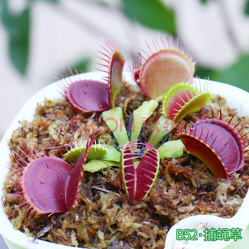 捕蝇草草食人花猪笼草盆栽大嘴超大吃虫奇趣植物宿舍室内花卉n b52.