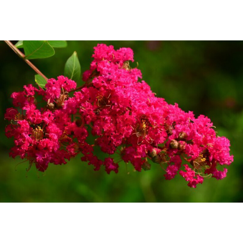 富满升 花树苗美国红火箭苗百日红庭院栽大型绿化苗木紫薇树别墅庭院 