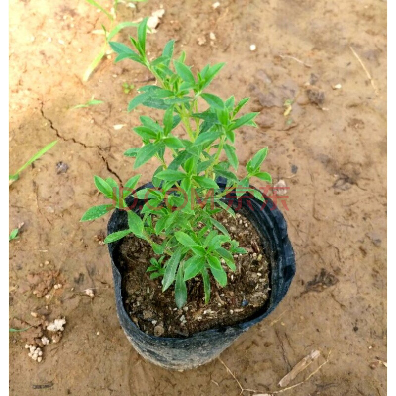 薄荷盆栽苗可食用薄荷叶室内植物可食用香草盆栽苗带原土 冬季香薄荷