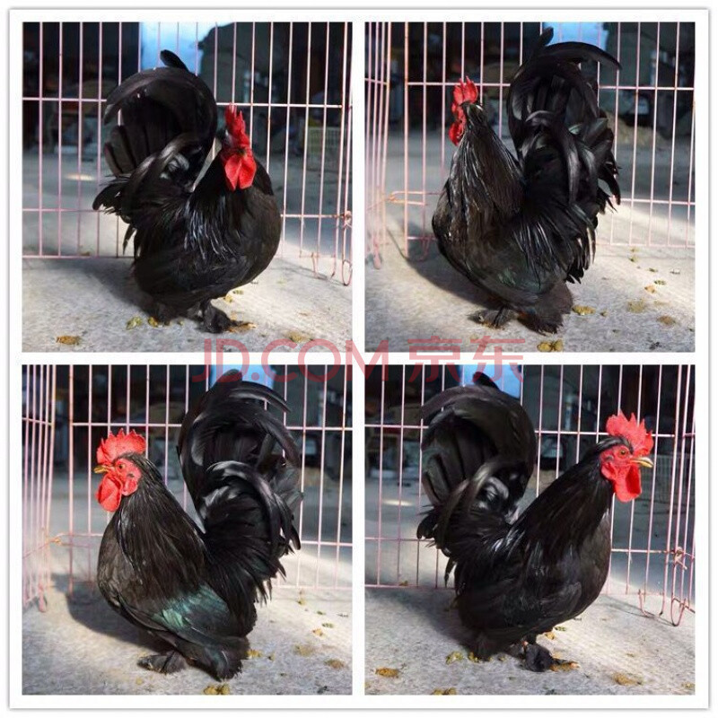 黑元宝小鸡一只(公母备注)