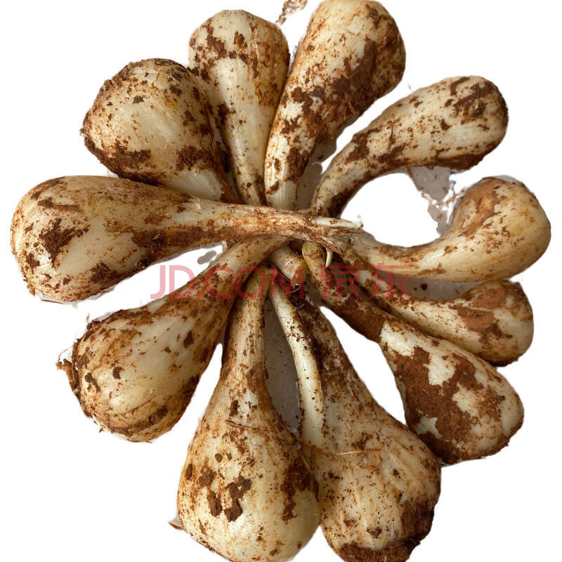 藠头新鲜现挖无根无叶湖南农家葱头教头荞子泡菜凉拌菜 2500g无叶无根