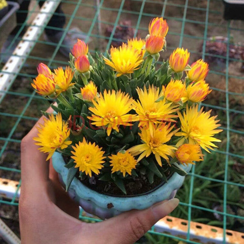 【浙一鲜】多肉植物多肉黄花照波开花肉肉群生老桩花卉绿植【好看】