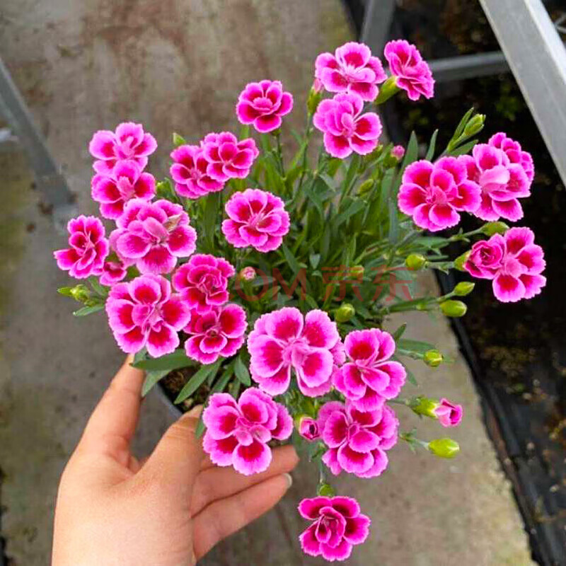 花苗四季开花的草坪窗台庭院室外花卉植物耐寒耐热好养 石竹初吻1盆