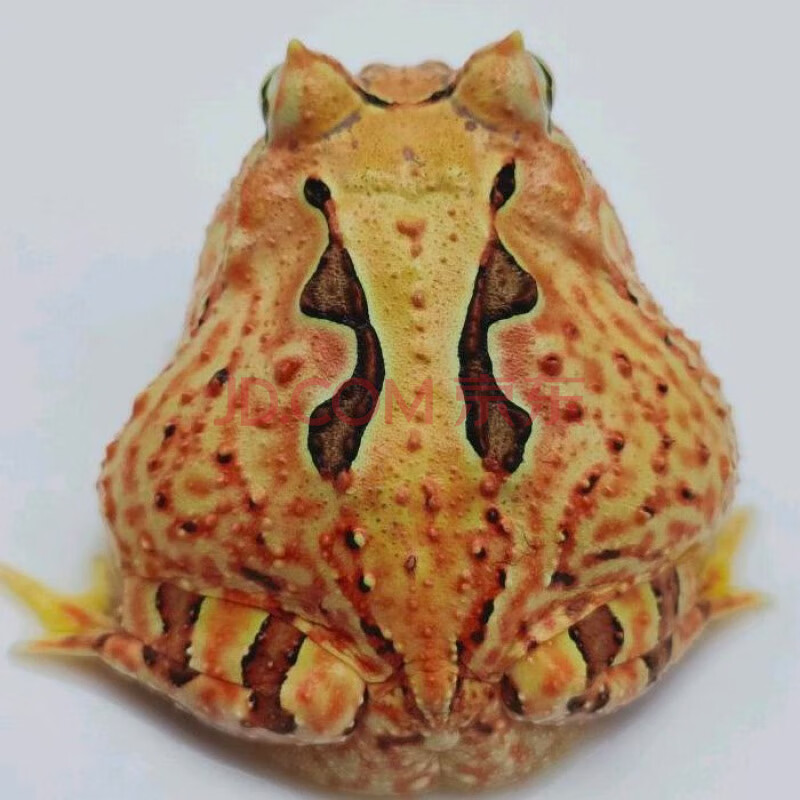 kjhgf蛙南美蛙钟蛙宠物青蛙旅蛙老爷树蛙小丑蛙霸王 哈密蝴蝶蛙