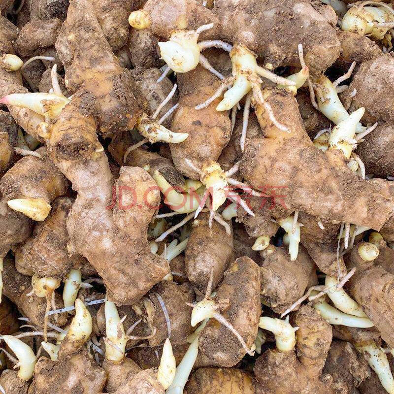 姜种已催芽山东大姜种生姜种子老姜黄姜籽姜苗1/2/3/5/10斤 2斤姜种