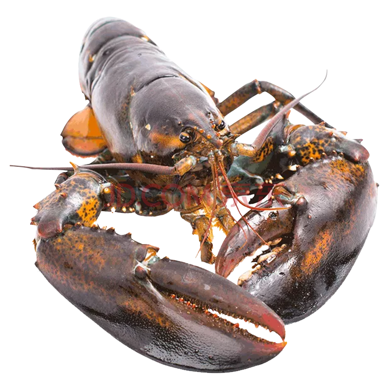 赶鱼夫 波士顿龙虾特大鲜活生冻波龙海鲜水产冷冻大龙虾300-2000g