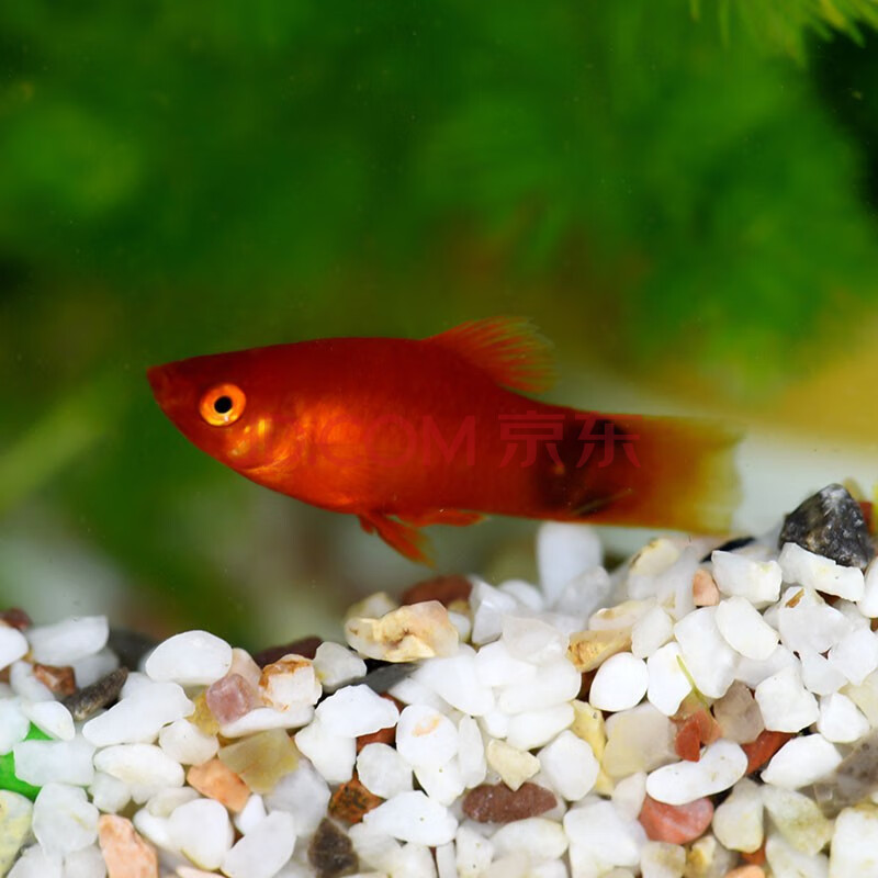 鱼多趣 月光米奇鱼活体 胎生鱼玛丽鱼米奇鱼月光鱼除观赏鱼活体 5条送