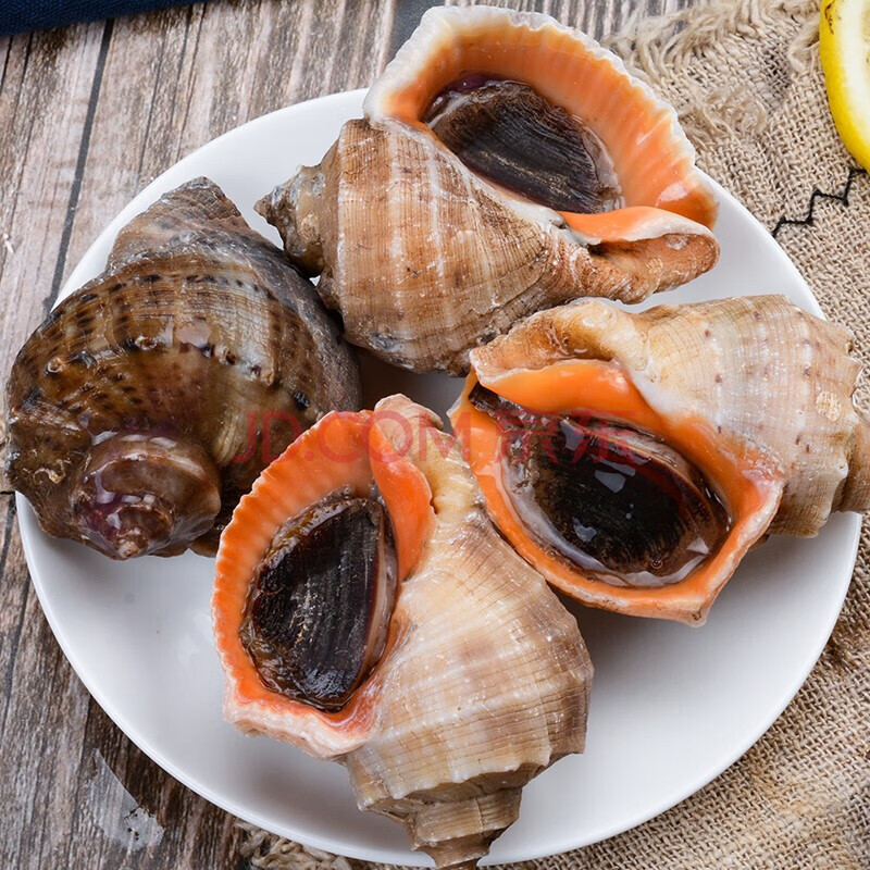 特大海螺海鲜水产鲜活超大特大海捕野生大海螺3斤装【图片 价格 品牌