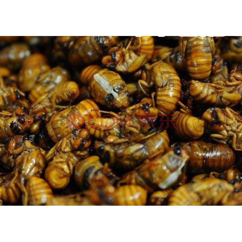 知了猴100只山东特产节流龟唐僧肉爬叉新鲜冷冻蝉蛹