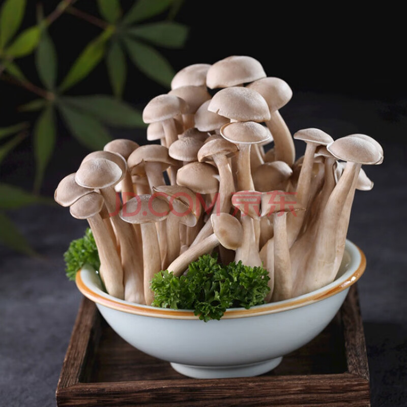 新鲜鹿茸菇菌鲜鹿耳菇新鲜菌当季食用菌火锅煲汤食材 新鲜鹿茸菇500g