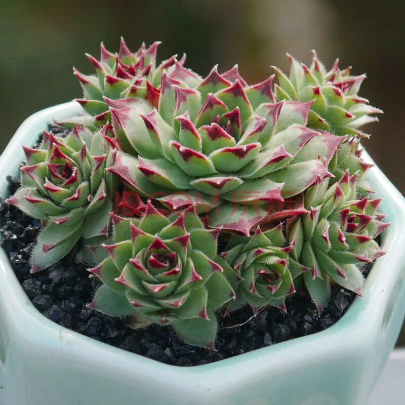 骏化 多肉植物组合盆栽室内仙人掌仙人球虹之玉多头群生老桩超大颗好