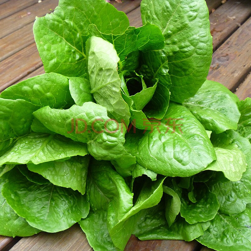 逸棵 可食用蔬菜種子 羅馬生菜 蘆筍 滿意小冬瓜絲瓜種子 羅馬生菜 1