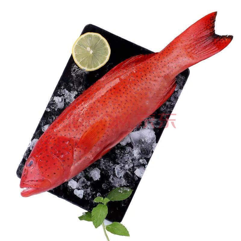 悦芳华旗舰店 新鲜东星斑当天捕捞海鲜水产鲜活石斑鱼低温冷冻燕尾斑