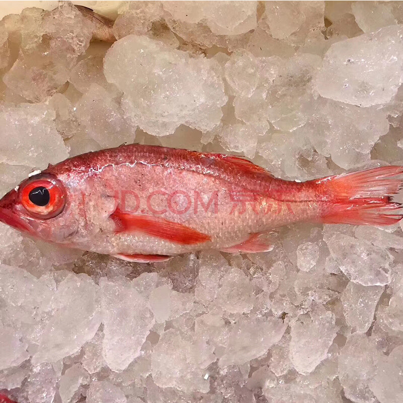 舟山特产深海 红果鲤 赤鯥鱼 鲜活捕捞海鲜现捕 2斤