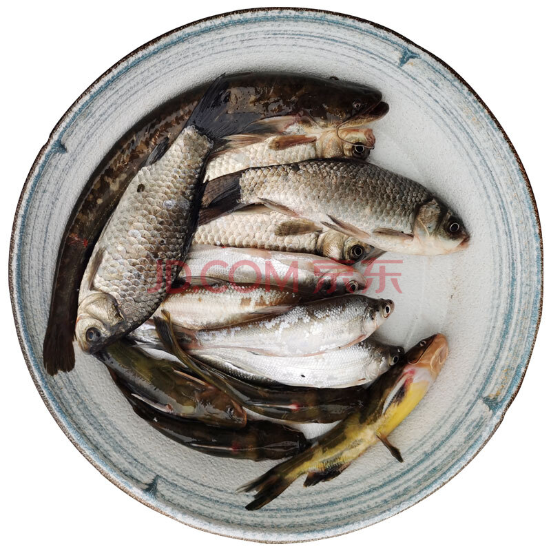 鲜活食用活体小河白条刁子土鲶鱼黄颡鱼鲫鱼黑鱼新鲜杂鱼溪鱼 2斤