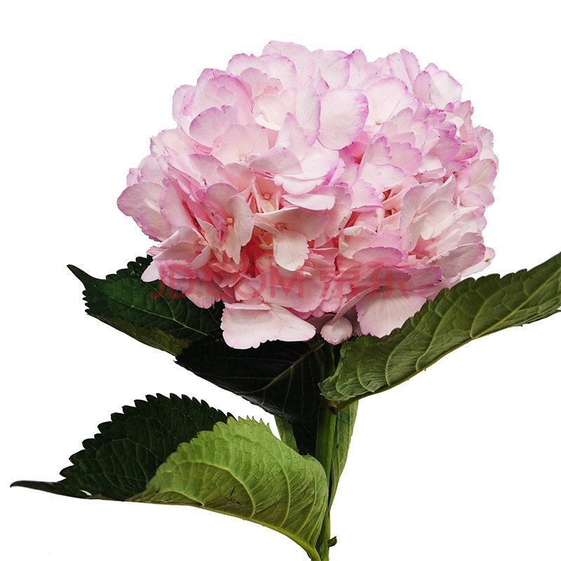 蓝玫 哥伦比亚进口 绣球 单枝出售 鲜花批发 运费自理 粉红色 不足200