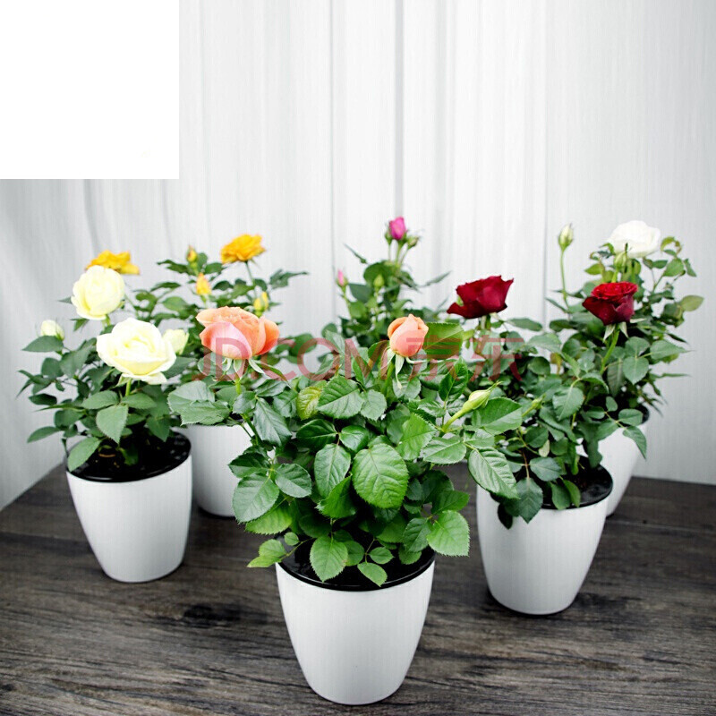 花卉玫瑰花盆栽迷你玫瑰盆栽绿植月季花苗带盆栽好 浅黄色 白色吸水盆
