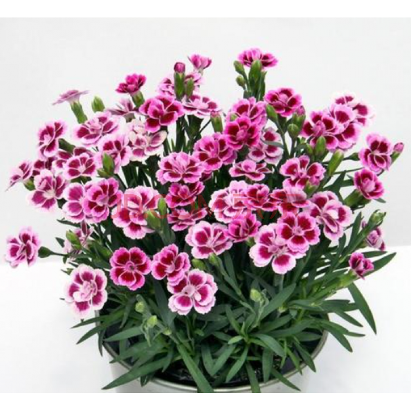 简牧 欧石竹花苗盆栽粉贝初吻庭院耐寒草坪多年生花期长d5 石竹初吻10