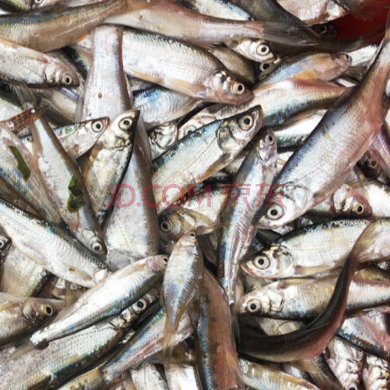 苏北淡水鱼新鲜生态小白鱼小白条柳叶餐条鱼 淡水小杂鱼 2斤