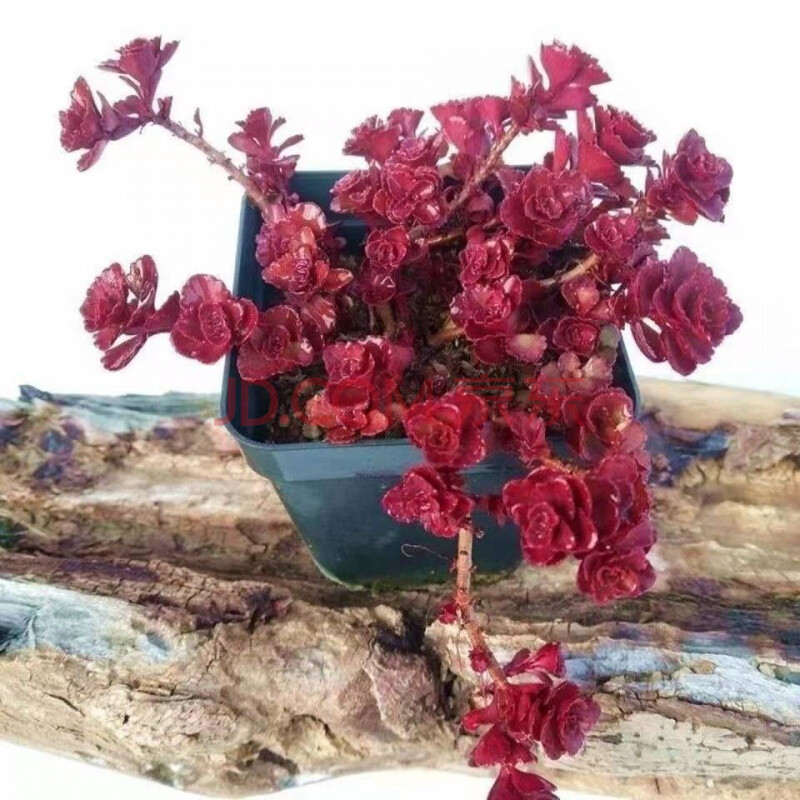 血魔 杂交新品 暗纹系多肉 稀有小贵货多肉植物 办公室盆栽 小球玫瑰