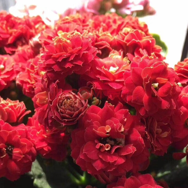 千惠美重瓣长寿花花苗巴黎系列四季开花植物盆栽绿植室内阳台花卉 6号