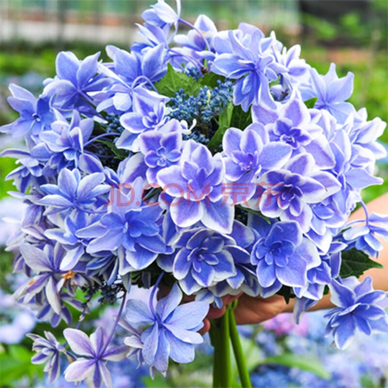 红豆(hodo)星星糖1加仑 绣球花苗重瓣平顶绣球蓝花白边阳台庭院花园