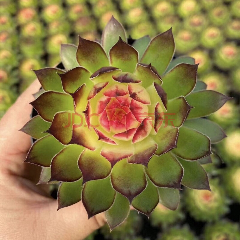 落沙园 多肉 观音莲 长生草系列多肉 云南开挂区多肉不含盆土 七彩莲8