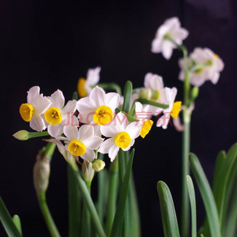 水仙花荷兰水仙水培植物小盆栽洋水仙花桌面植物花卉绿植 塔希提 不含