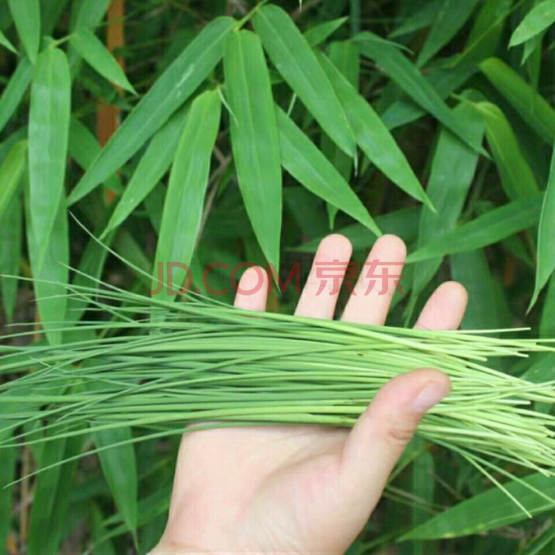 深山竹叶芯天然竹心嫩芽竹芯竹卷心新鲜去火凉茶 竹叶心新鲜现采160g
