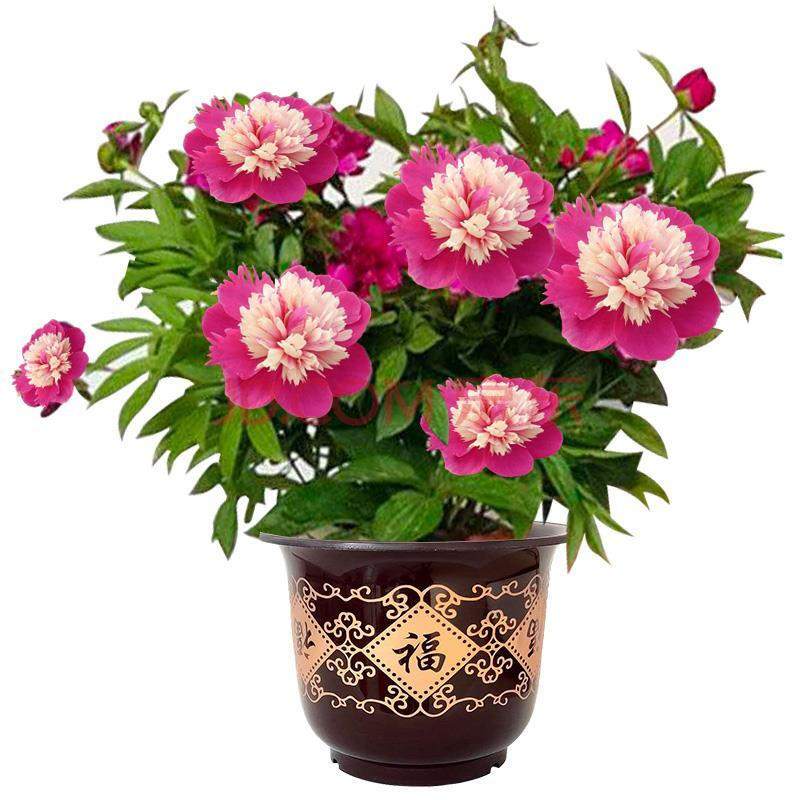 【四季开花】重瓣芍药花苗浓香型花卉盆栽绿植芍药花耐寒牡丹花苗 1号