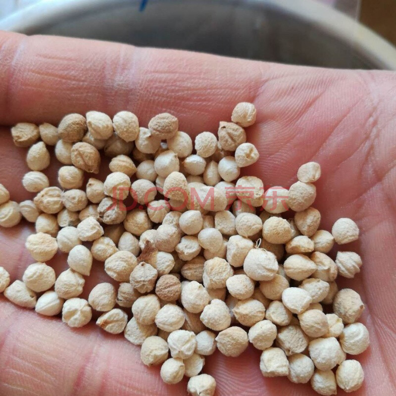 云南文山名贵药材苗绿植三七参田七苗整株发货 精选三七种子200粒49