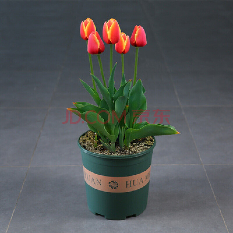 郁金香盆栽庭院阳台花园盆栽多年生球根花卉秋冬季耐寒3棵装 郁金香