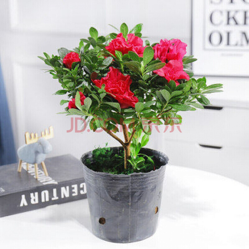 千惠美鹃花 杜鹃花盆栽大映山红杜鹃花苗老桩室内耐寒好养植物四季