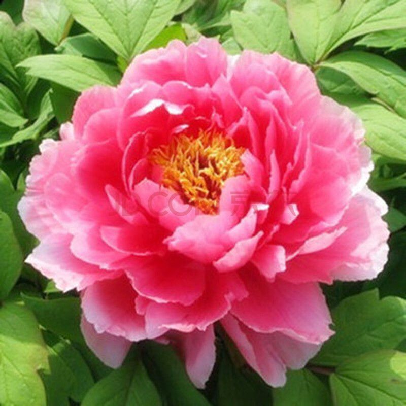 新七福神牡丹20粒装【图片 价格 品牌 报价】-京东