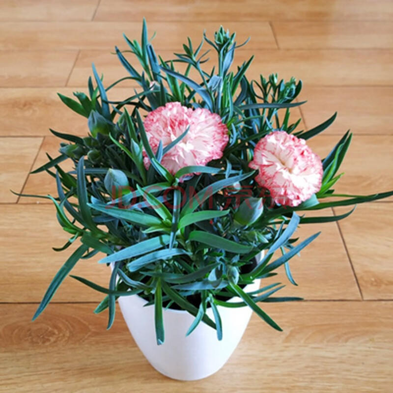 多头康乃馨盆栽带花苞大花不断室内客厅桌面康乃馨花苗 大花狂欢