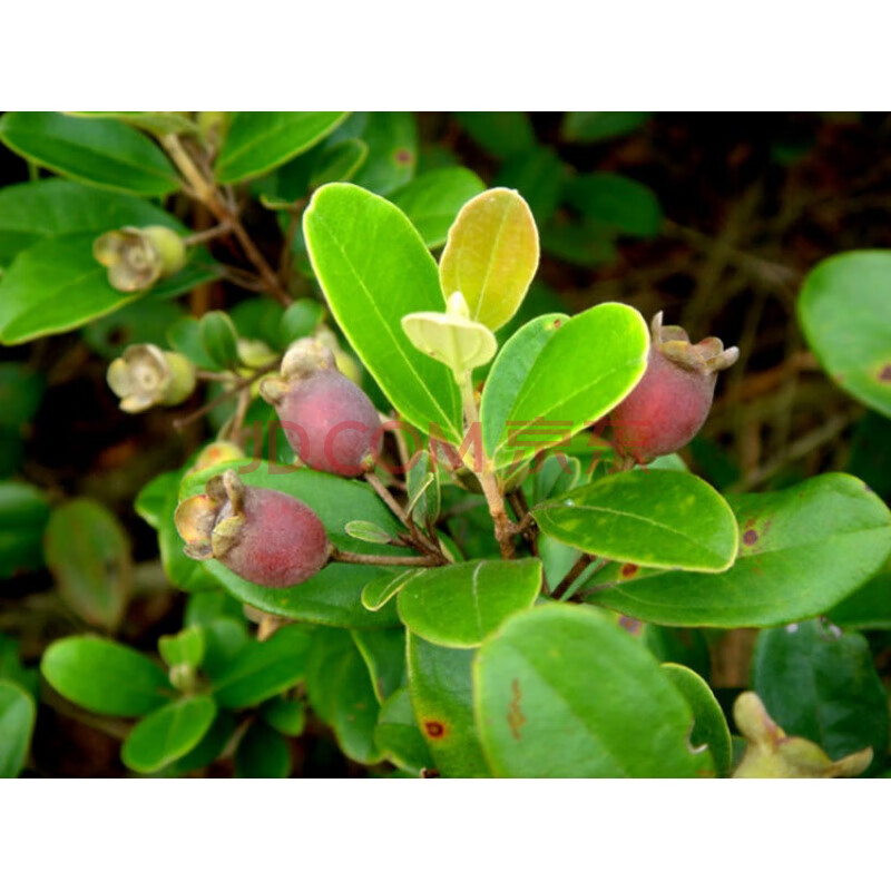 现货 捻子树苗果树捻子果苗山捻子苗乌稔桃金娘山花烂漫果苗盆栽棯子