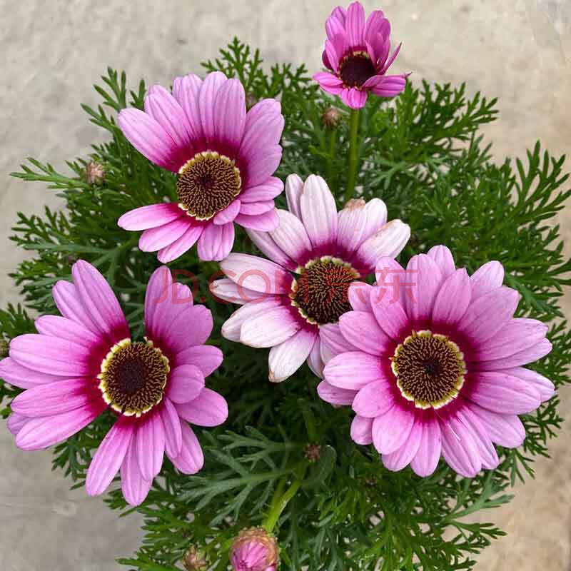 玛格丽特大眼睛粉【1加仑】 含盆