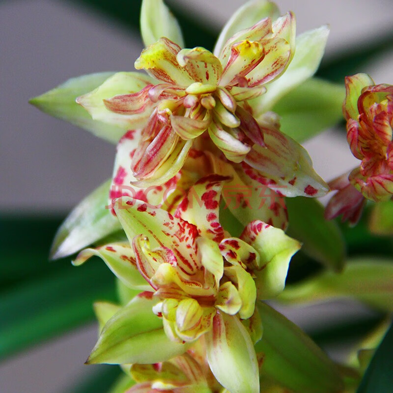 阿嬷(amo)兰花苗 有香味的兰花 夏带花苞出售【梨山狮王】客厅盆栽