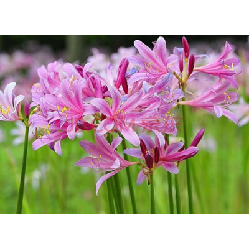 石蒜花花种 曼珠沙华种子盆栽花石蒜科种球四季室内花卉曼陀罗观花