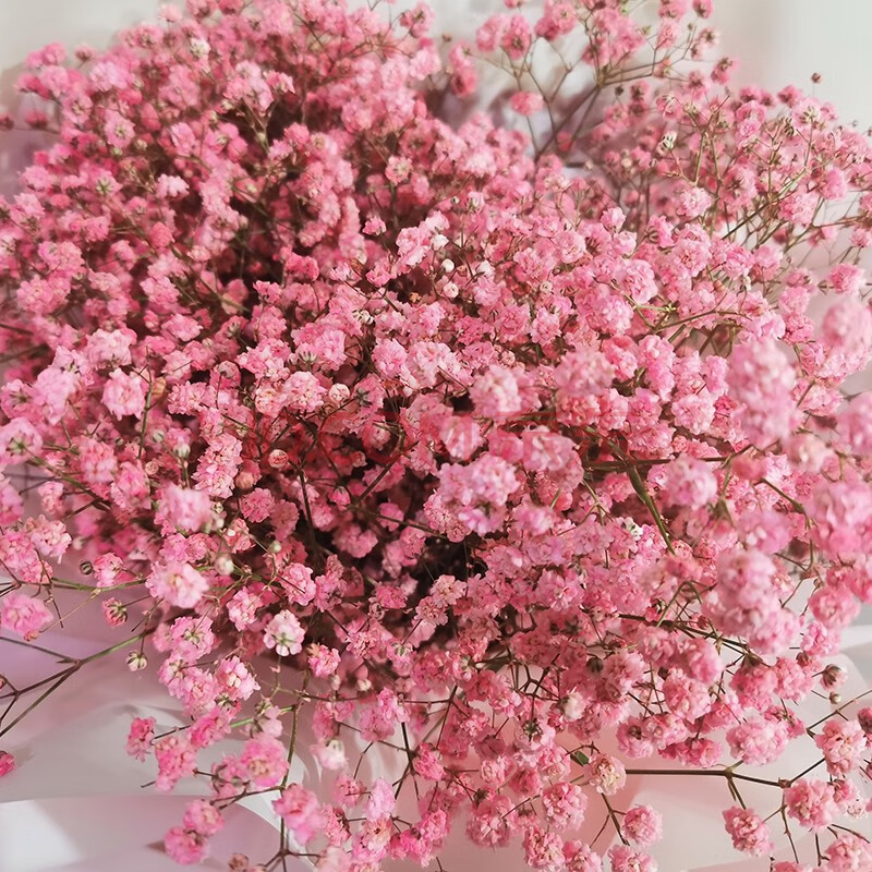 thumbway 粉色满天星一扎约450克