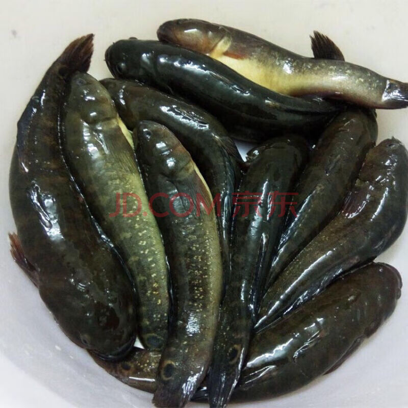 涂鳗鲟虎鱼虎鱼海鲜活速冻冰鲜海鱼皇帝鱼蝤蠓虎乌鱼1斤2-4条 1斤 2-4