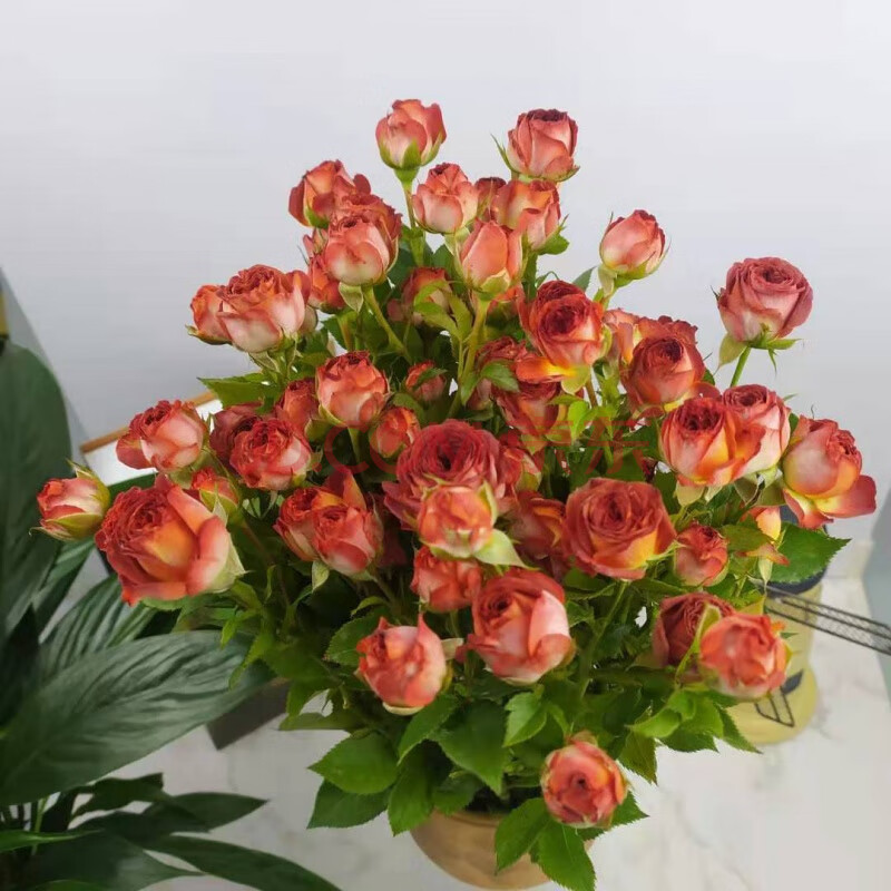 旧故里 多头小玫瑰家居装饰家庭插花云南基地真鲜花束批发 巧克力泡泡
