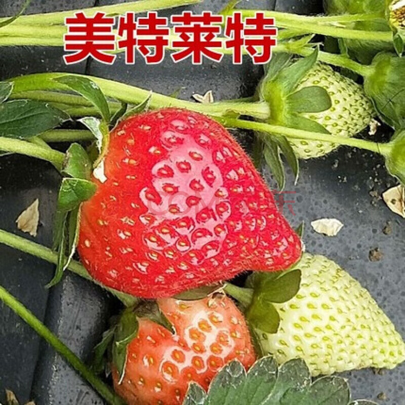 四季草莓苗盆栽带土 南北方种植牛奶草莓秧阳台 【美特莱特草莓20】