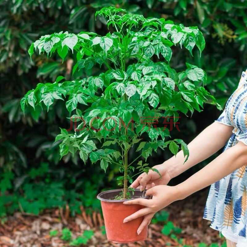 轉角花坊 平安樹幸福樹盆栽大型綠植花卉樹苗辦公室植物盆栽桌面室內