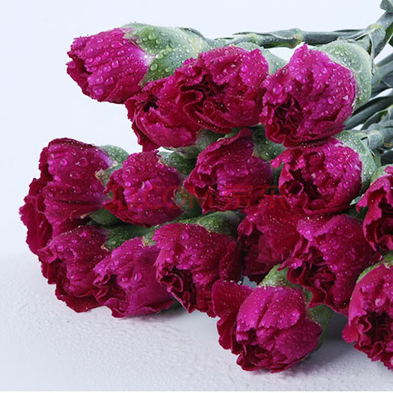 尚品云花 单头康乃馨 大桃红 20枝/扎 c级